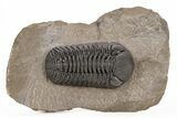 Phacopid (Morocops) Trilobite - Foum Zguid, Morocco #221205-4